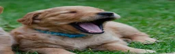 Golden Retriever dogs for sale: READY GOLDEN RETREVER KC PUPPIES - Advert 21