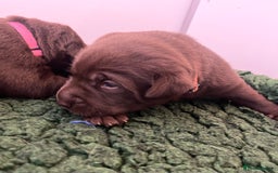 Labrador Retriever dogs for sale: Fully health tested working chocolate Labradors. - Image 7