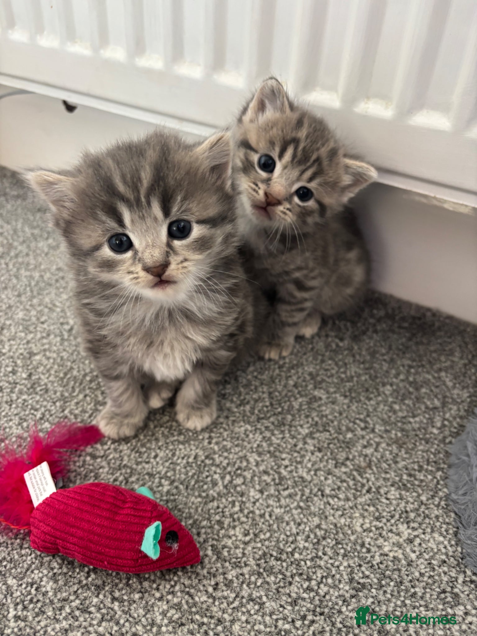 British Shorthair cats 2 grey Tabby kittens for sale - Advert 9
