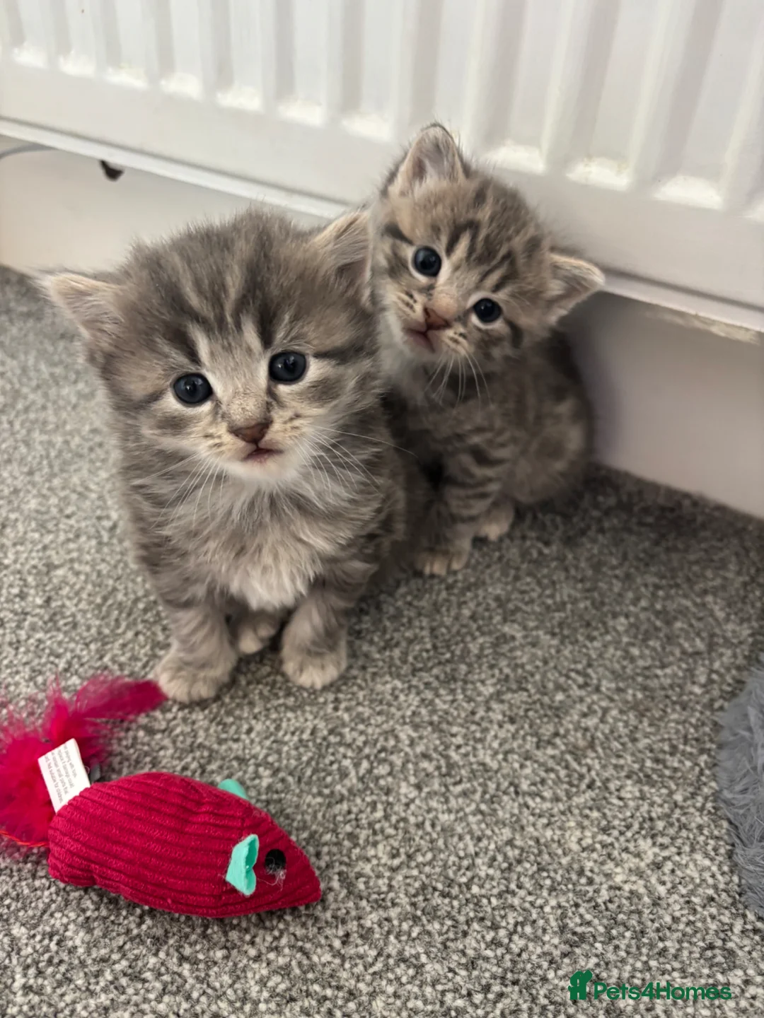 British Shorthair cats for sale: 2 grey Tabby kittens for sale in Southampton - Advert 1