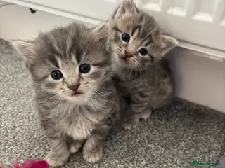 British Shorthair cats 2 grey Tabby kittens for sale - Advert 6