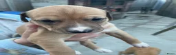 Lurcher dogs for sale: Lurcher pups - Advert 9