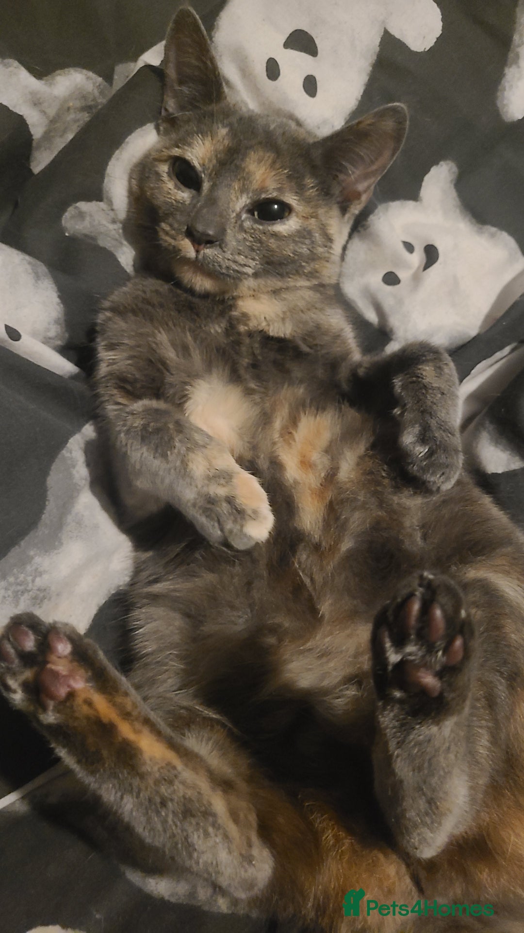 Mixed Breed cats for sale: Dilute tortoiseshell  - Advert 1