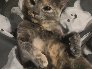 Mixed Breed cats Dilute tortoiseshell - Advert 1