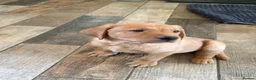 Labrador Retriever dogs for sale: KC Registered Fox Red Labrador puppies - Advert 10