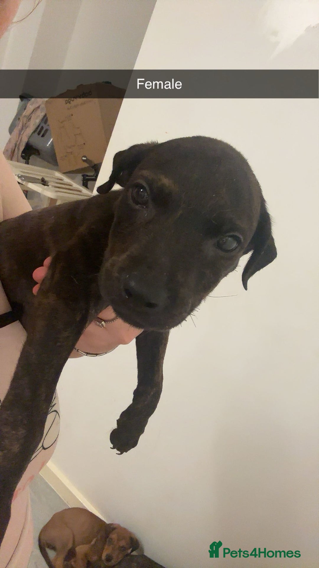 Mixed Breed dogs for sale: Staffy X Rottweilers - Image 2