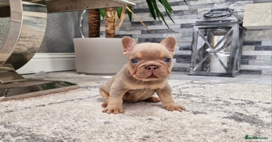 French Bulldog dogs - Advert 11