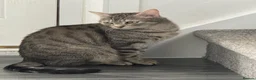 Domestic Shorthair cats for sale: Beautiful grey/silver domestic tabby shorthair  in Bradford - Advert 2