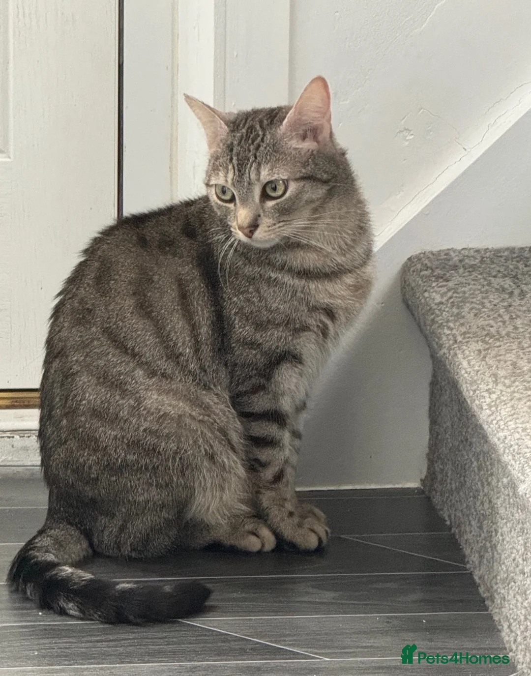Domestic Shorthair cats for sale: Beautiful grey/silver domestic tabby shorthair  in Bradford - Advert 2