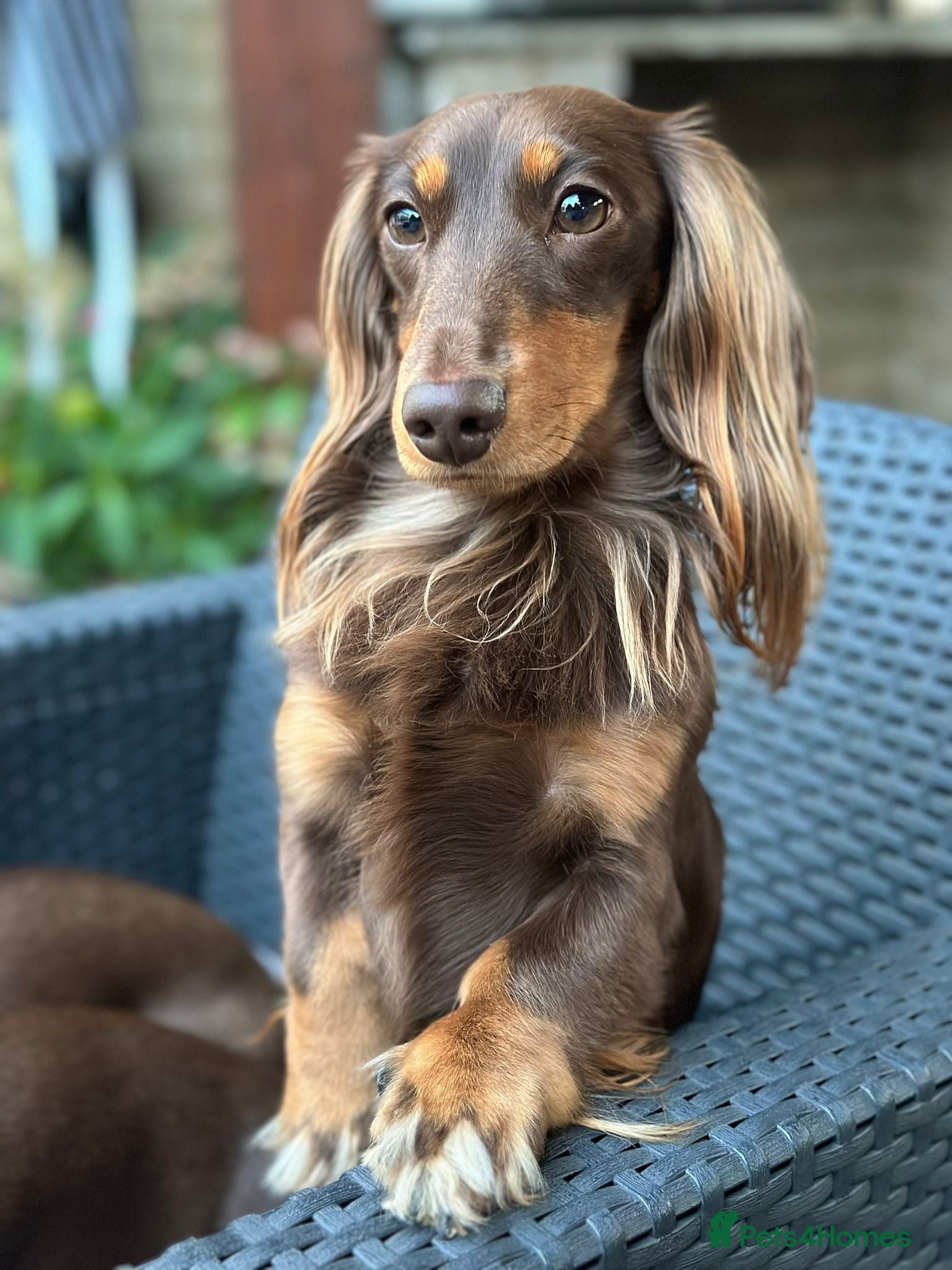 Miniature Dachshund dogs Long-haired miniature Dachshund in Hitchin - Advert 11