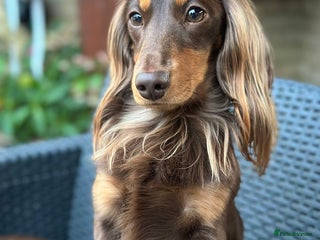 Miniature Dachshund dogs in Hitchin - Advert 25