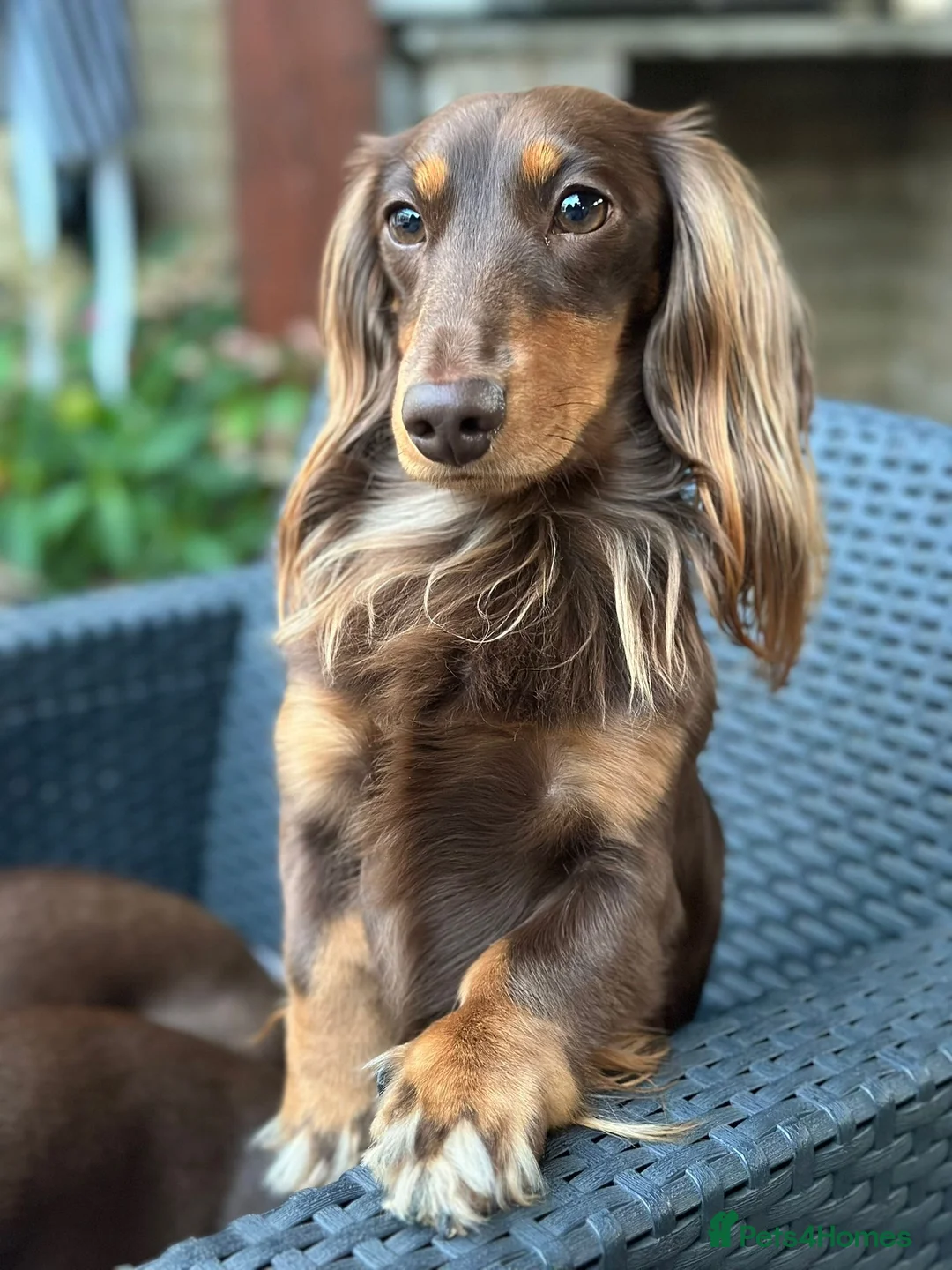 Miniature Dachshund dogs for stud: Long-haired miniature Dachshund in Hitchin - Advert 1
