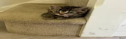Mixed Breed cats for sale: 3 Gorgeous Kittens Looking for Their Forever Homes - Advert 12