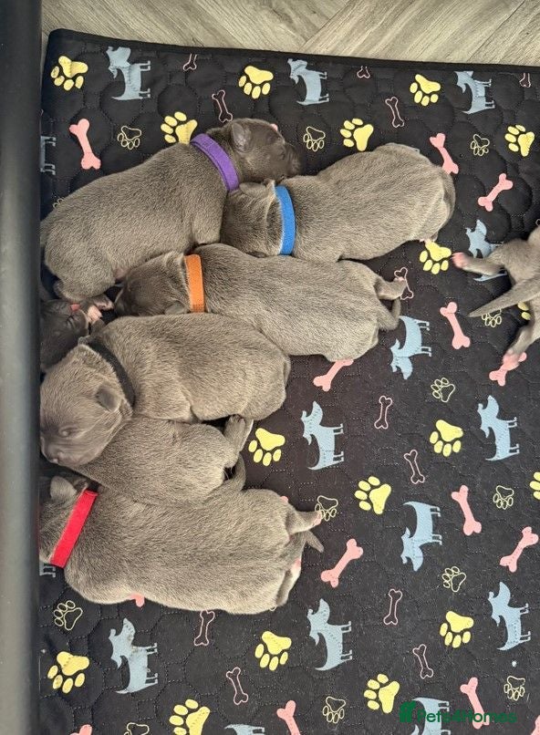 Staffordshire Bull Terrier dogs for sale: Blue Staffordshire Bull Terrier Pups Family Raised - Advert 1