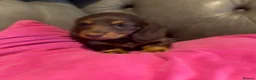Miniature Dachshund dogs for sale: Long haired miniature dachshund pups - Advert 30