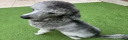 Standard Poodle dogs for stud: 💙 Stunning Silver Standard Poodle Stud 💙 in Rugby - Advert 8