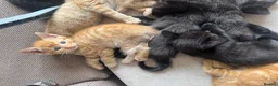 Domestic Shorthair cats for sale: Ginger girl/boy Black girl/boy kittens for sale  in Loughborough - Advert 28