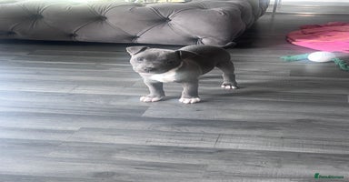 Staffordshire Bull Terrier dogs - Advert 9