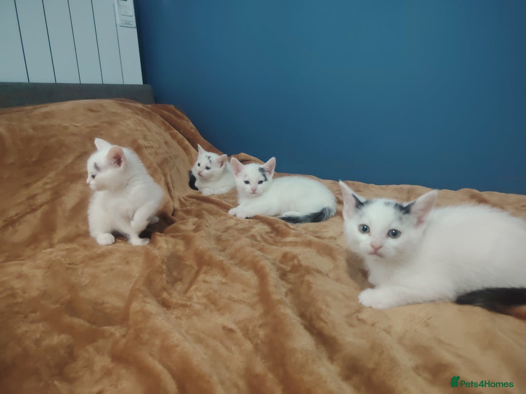 Mixed Breed cats for sale: Kittens  - Image 23