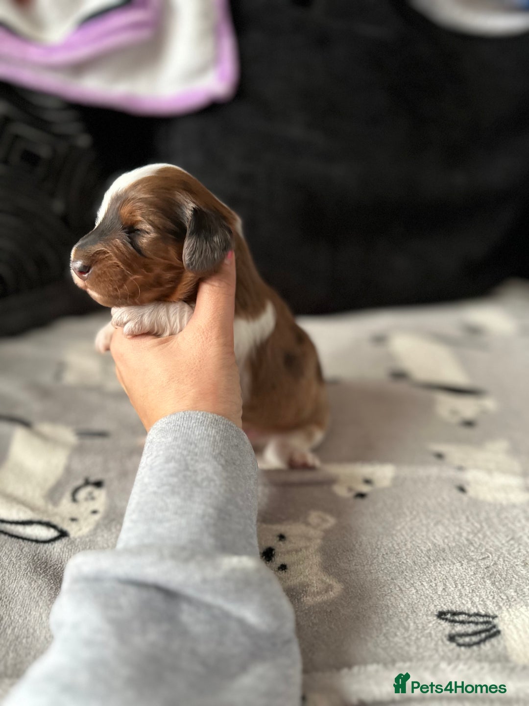 Miniature Dachshund dogs for sale: Miniature Dachounds  - Advert 7