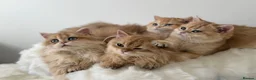 British Longhair cats for sale: British Shorthair or Longhair Godlen kittens  - Advert 8