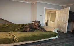 Lurcher dogs for sale: 11 month old male  - Image 2