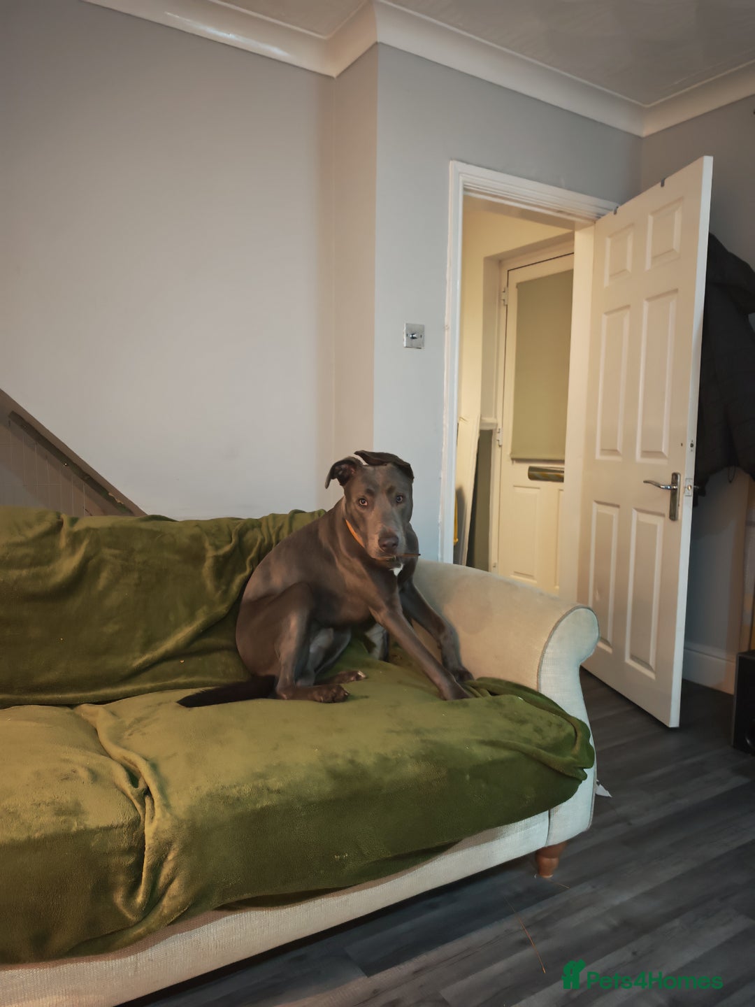 Lurcher dogs for sale: 11 month old male  - Image 2