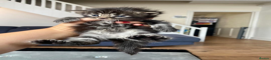 Maine Coon Kitten 1 