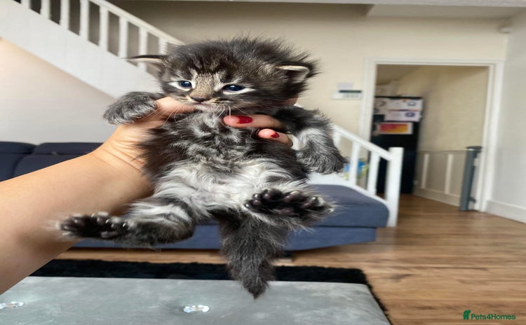 Maine Coon cats - Advert 3