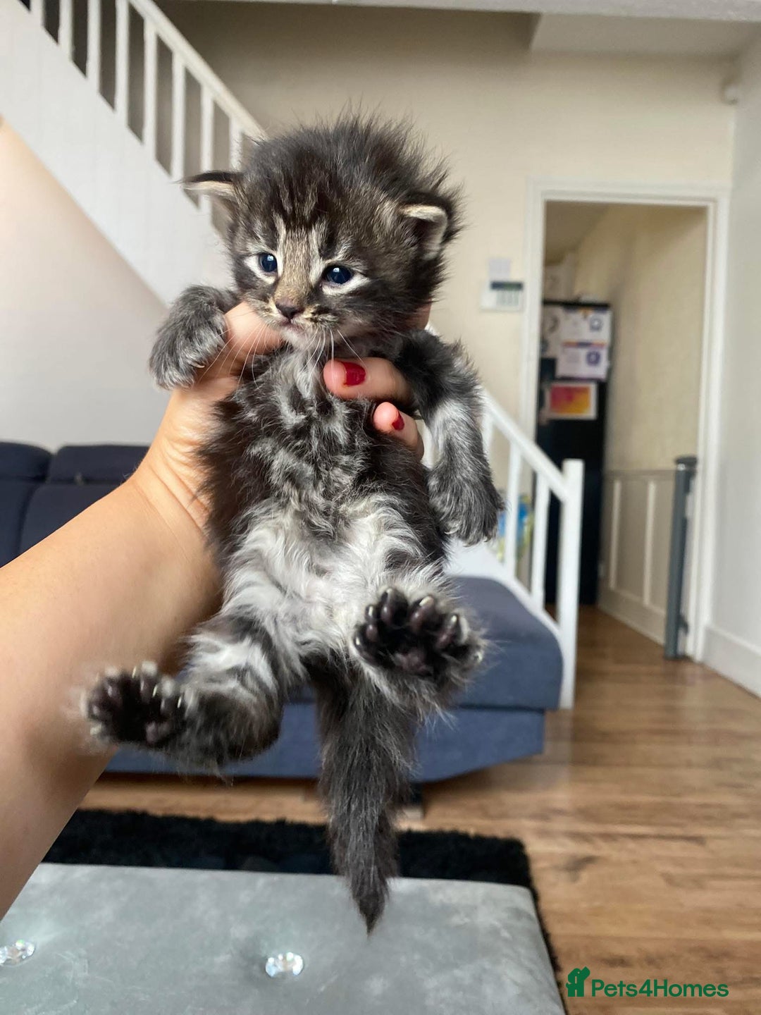 Maine Coon cats for sale: Beautiful Maine coon kittens for sale - Image 1