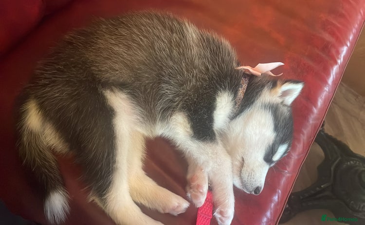 Siberian Husky dogs - Advert 1