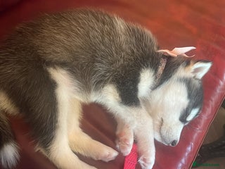 Siberian Husky dogs - Advert 7