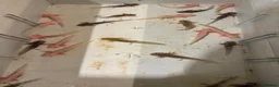 Axolotl reptiles for sale: Baby Axolotl’s  - Advert 2