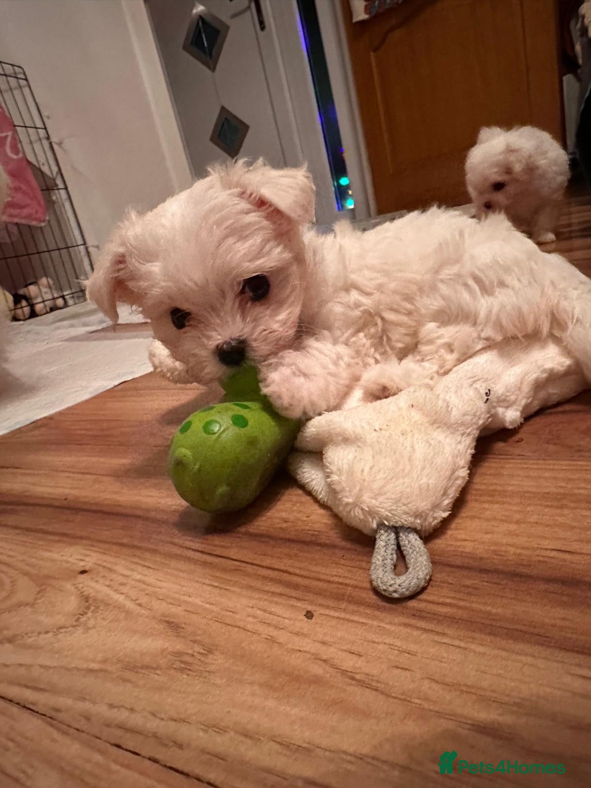 Maltese dogs  Beautiful maltese - Advert 1