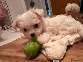 Maltese dogs Beautiful maltese - Advert 1