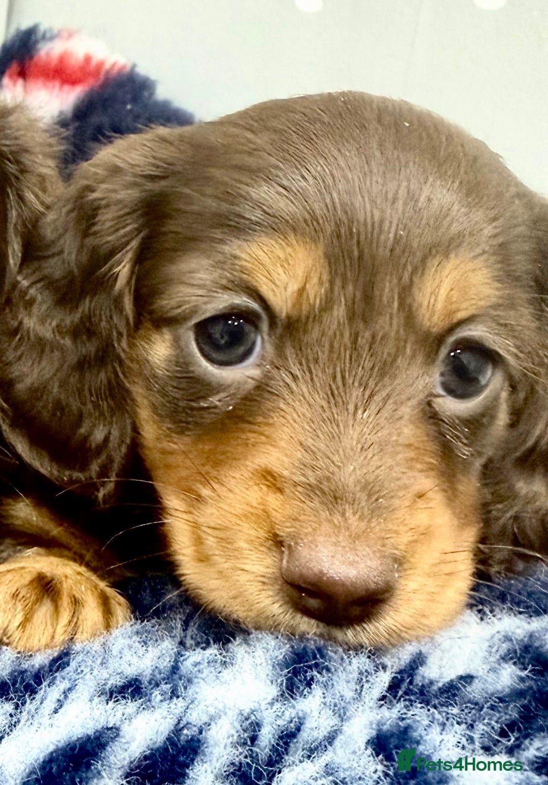 Miniature Dachshund dogs for sale: Absolutely stunning KC mini  girls🩷🩷🌟  - Advert 2