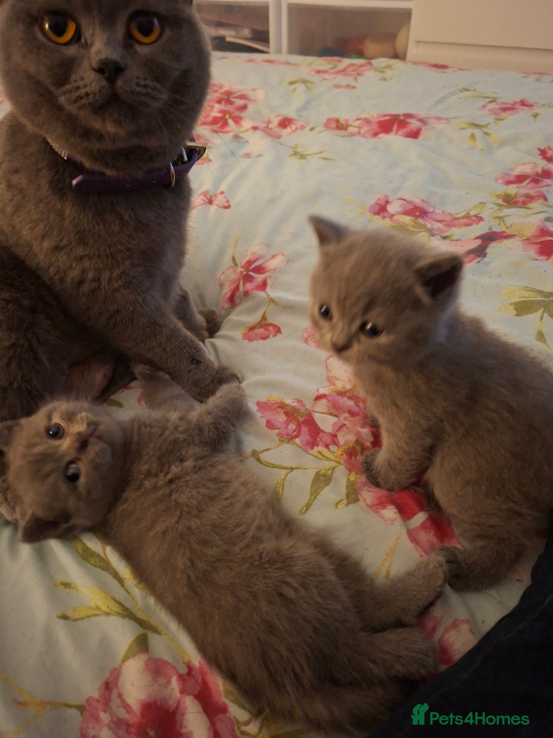 British Shorthair cats for sale: British blue kittens GCCF registered 🩷💜 - Advert 7