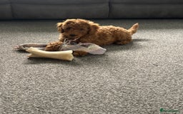 Miniature Poodle dogs for sale: KC miniature poodle  - Image 1