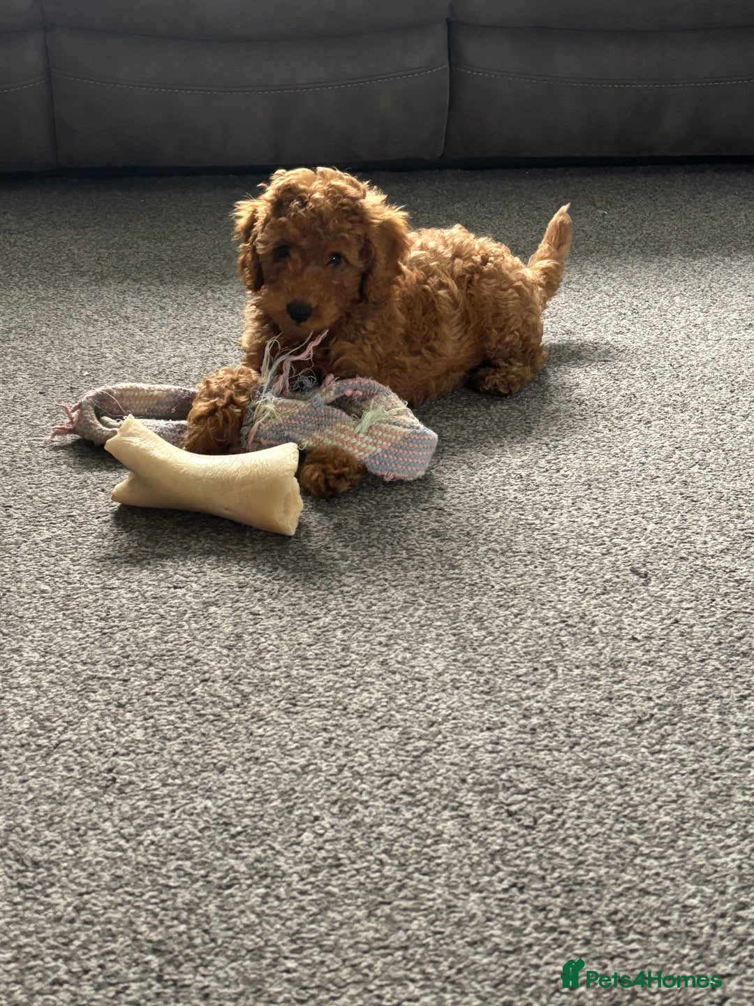 Miniature Poodle dogs for sale: KC miniature poodle  - Image 1
