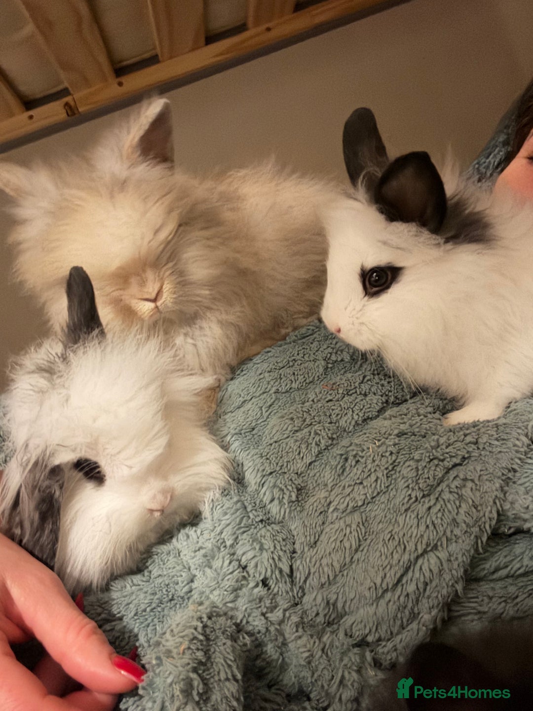 Mixed Breed rabbits for sale: Beautiful babies  - Advert 9