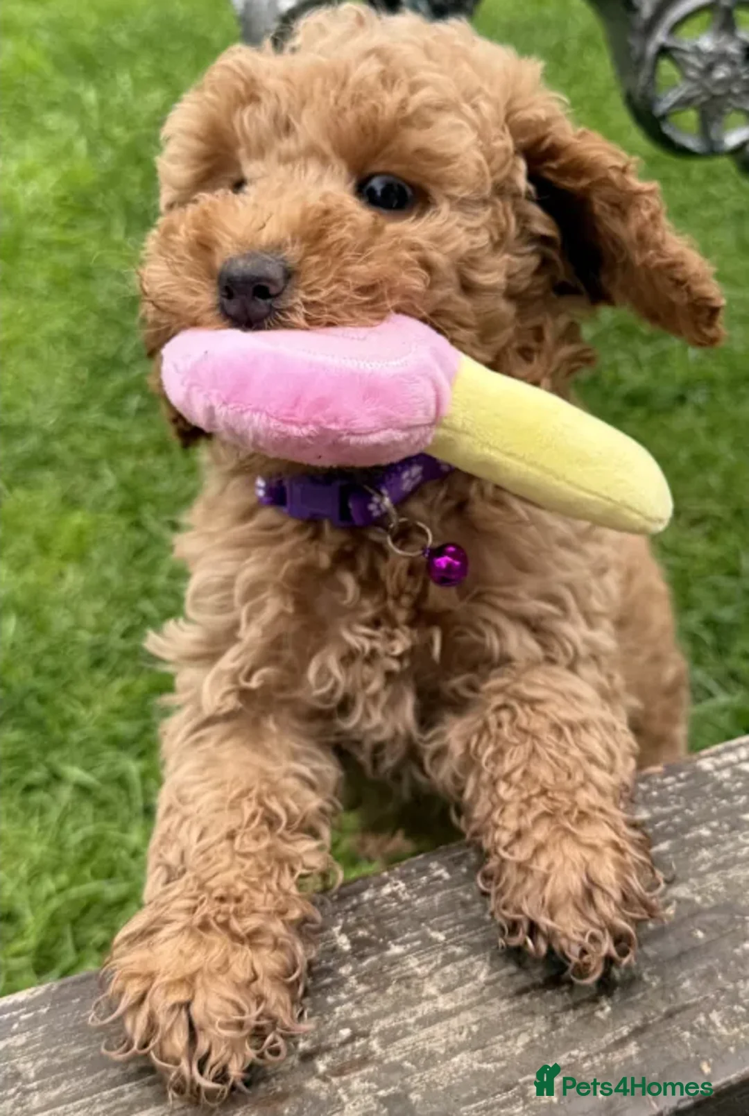 Cockapoo dogs for sale: Smart, Sweet & Snuggly-Fluffy Cockapoo Cuties - Advert 6