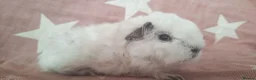 Guinea Pig rodents for sale: MEADOW SIDE CAVIES BABY GUINEA PIGS HEREFORDSHIRE  - Advert 33