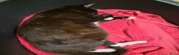 Mixed Breed cats for sale: 4 beautiful kittens (unsure of sex currently)  in Boston - Advert 20