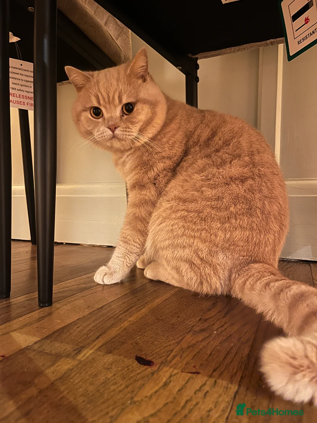 British Shorthair cats for sale: Lovely friendly British shorthair male  - Advert 3