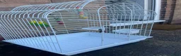 Budgerigars birds for sale: Selling Buggies  parrots with cage & Acessories. - Advert 3