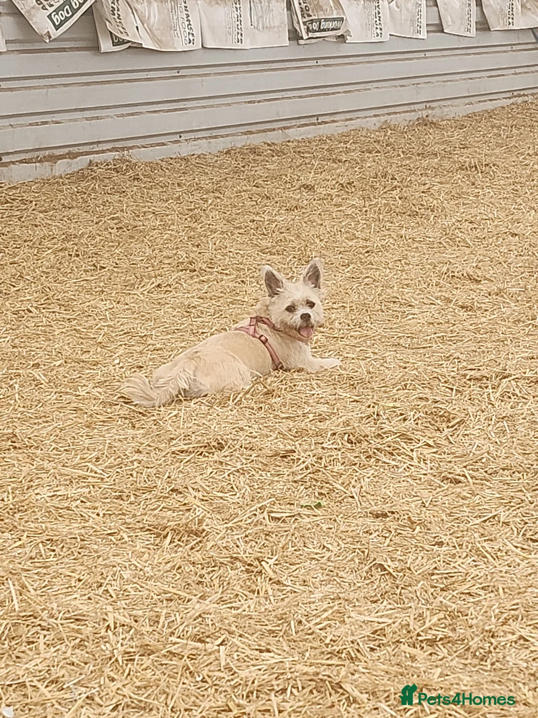 Mixed Breed dogs for sale: Beautiful Baby Girl in Fleetwood - Advert 2