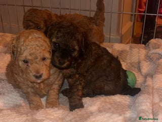 Poochon dogs - Advert 2
