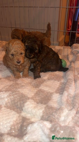 Poochon dogs - Advert 1