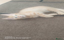 Mixed Breed cats for sale: Ragdoll X kittens - Image 6