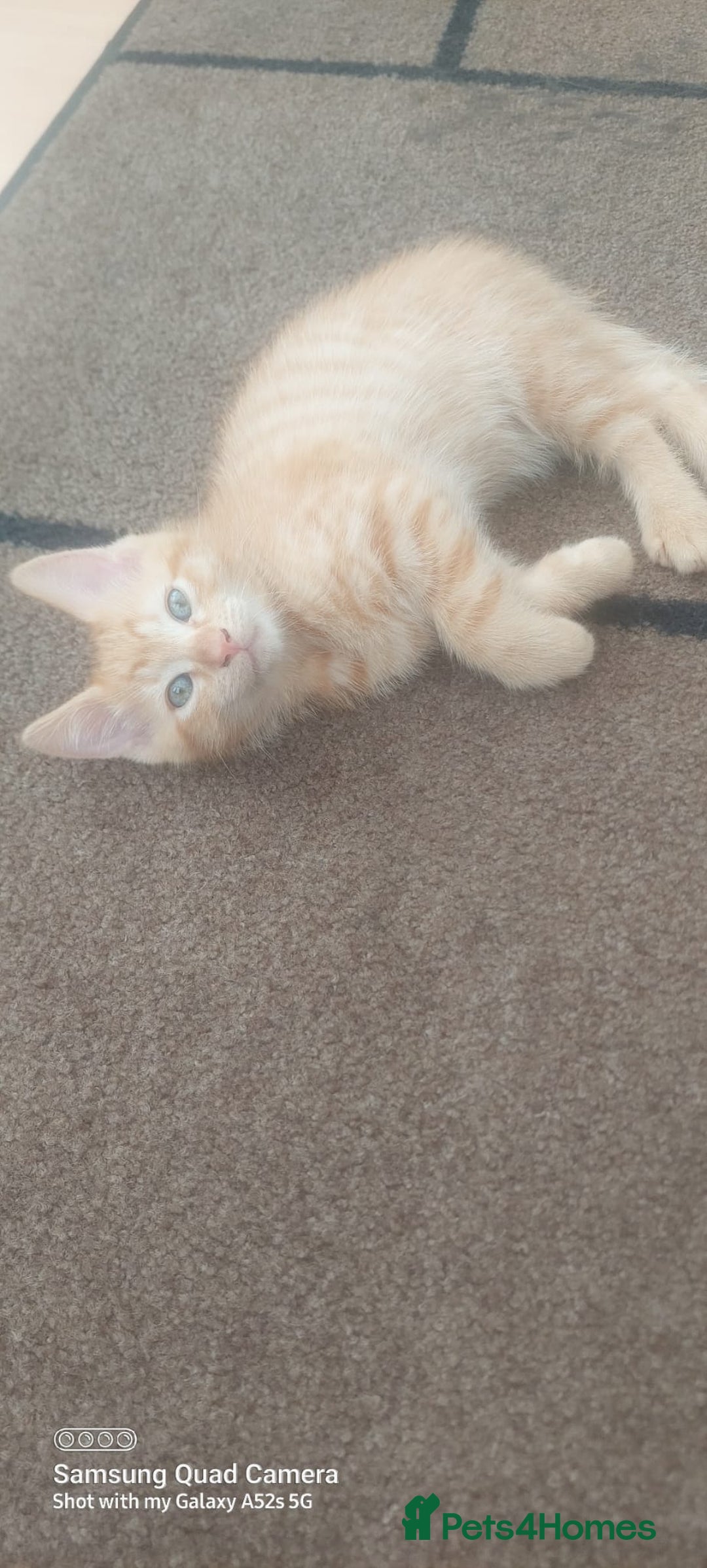 Mixed Breed cats for sale: Ragdoll X kittens - Image 6